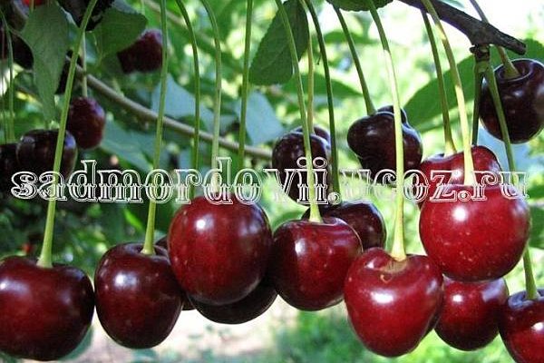 Ссылка на kraken at