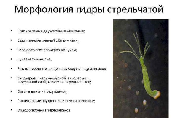 Кракен сайт пользователь не найден